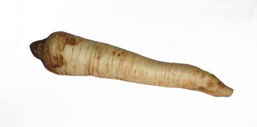 parsley root